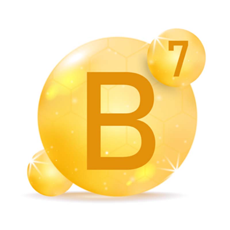 Vitamin B7 - Know Our Ingredients - BodyFirst